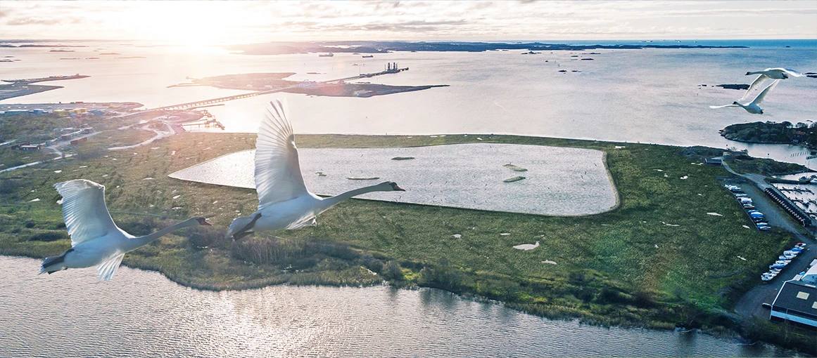 Birds flying above the wetlands.